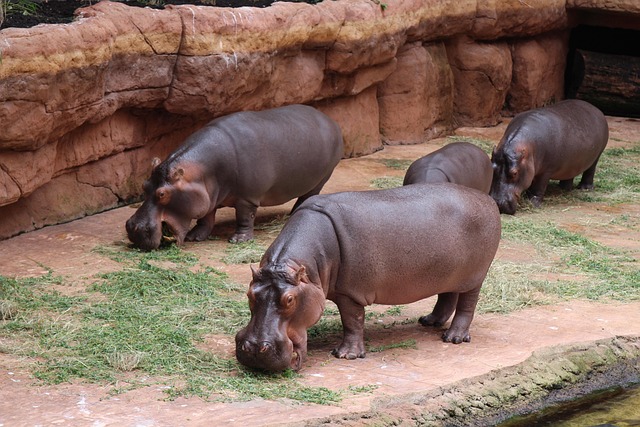 pokojemalwa zoo 4657535 640
